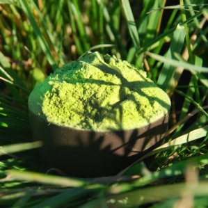 gerstengras